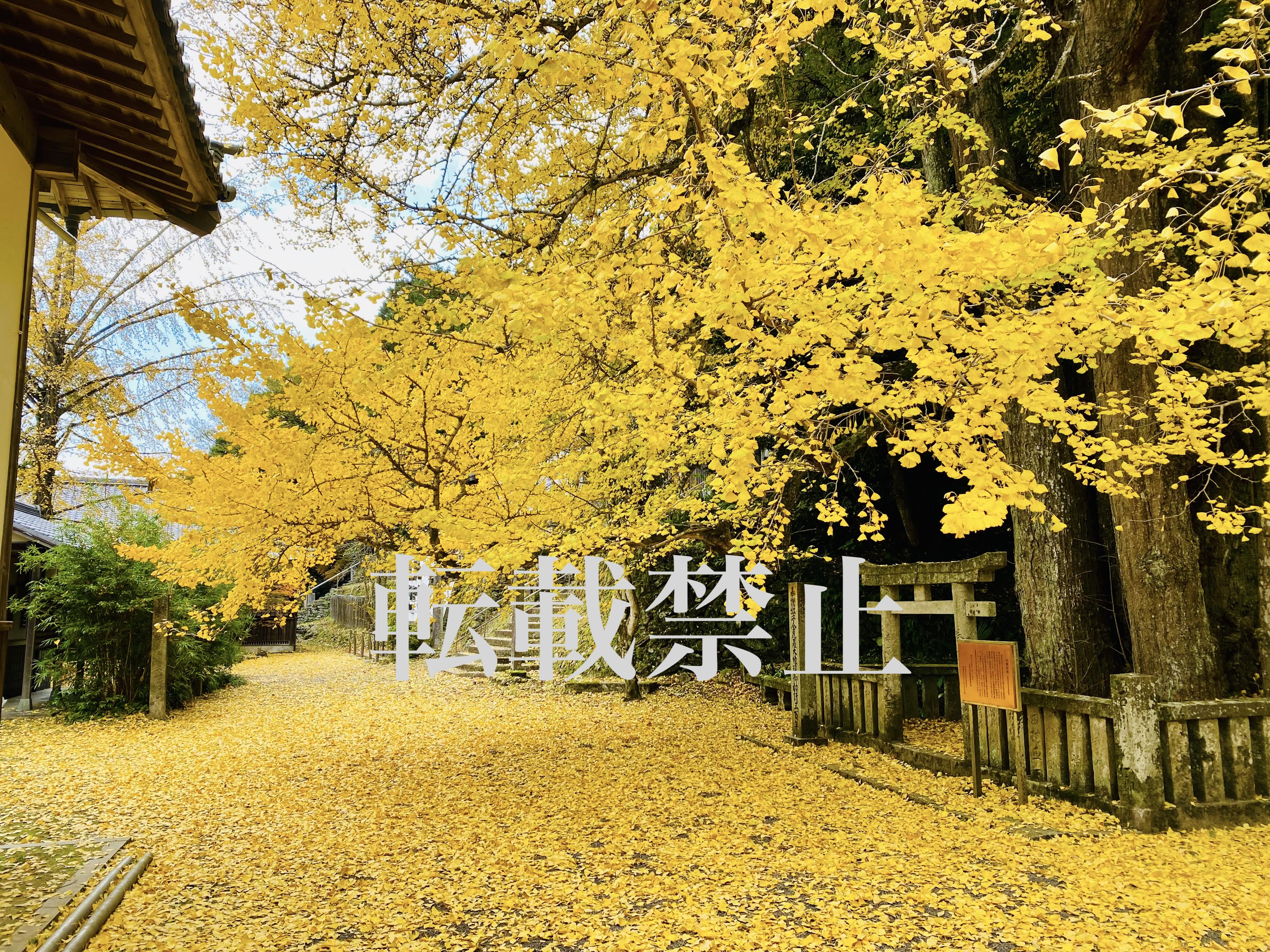 Silver Award: "Iris Garden at Dusk"